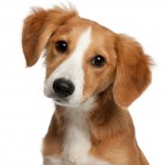 Hund (Foto: petworldkonkurrence.dk)