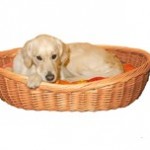 Husk hundekurv! (Foto Petworld.dk) Husk hundekurv! (Foto Petworld.dk)
